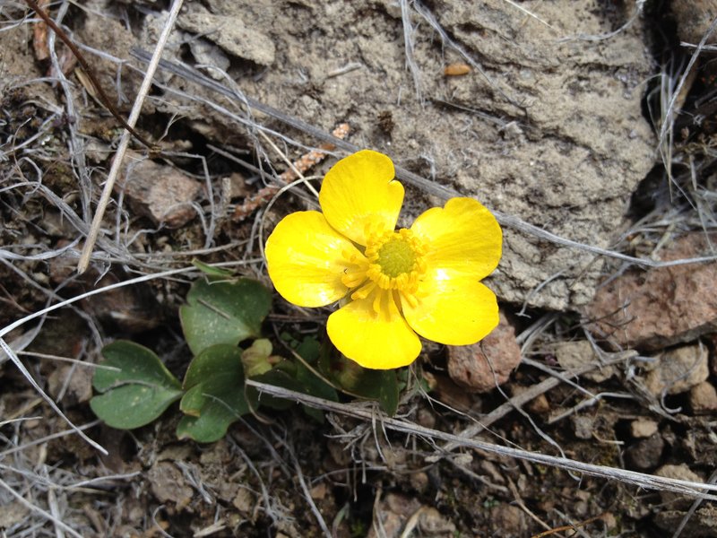 sagebrush buttercup