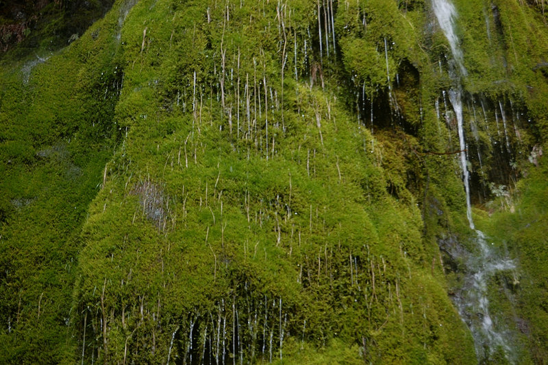 Weeping wall - close up