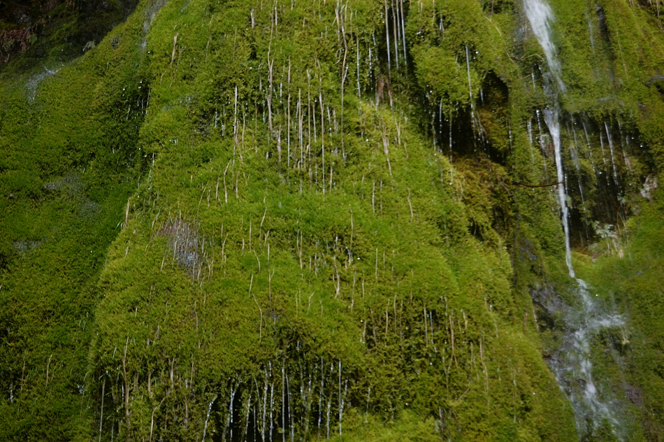 Weeping wall - close up