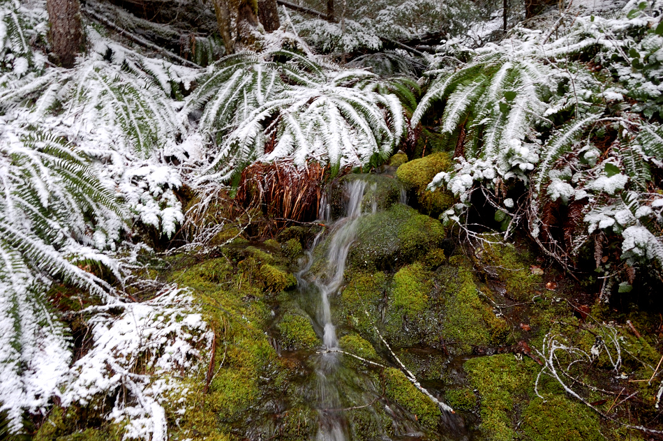 Nice tributary stream