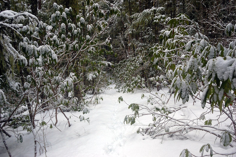 Rhododendron country - should be nice there in summer!