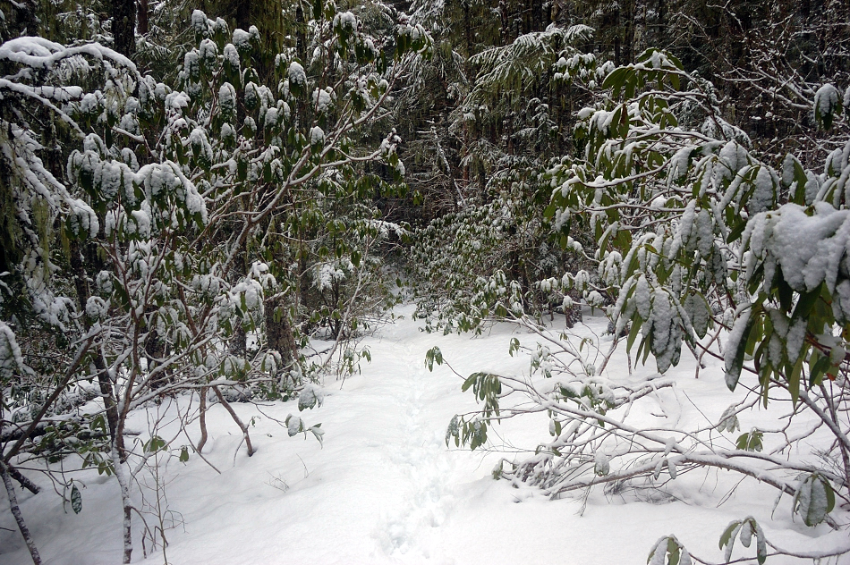 Rhododendron country - should be nice there in summer!