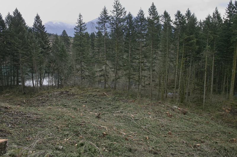 New clear cutting at Gilette.
