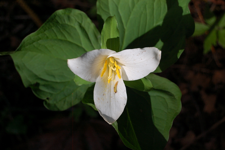 This is about the time for trilliums