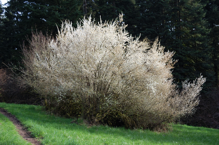 Wild dogwood?