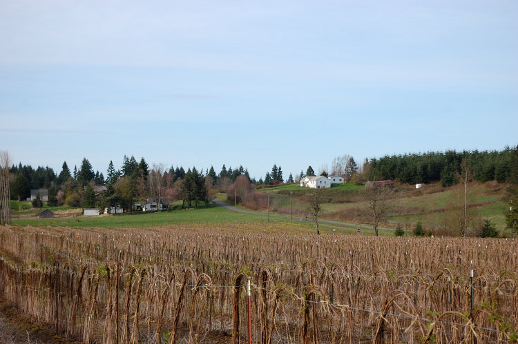 Raspberry fields