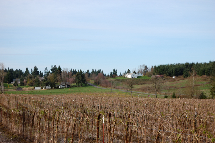 Raspberry fields