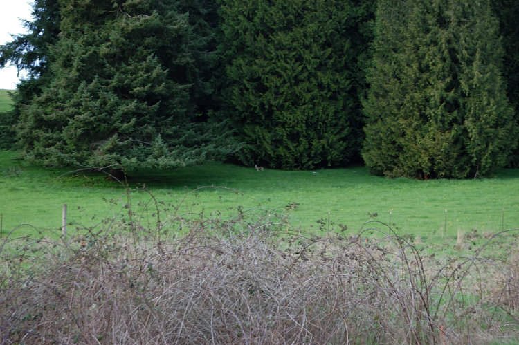 Can you see a coyote?