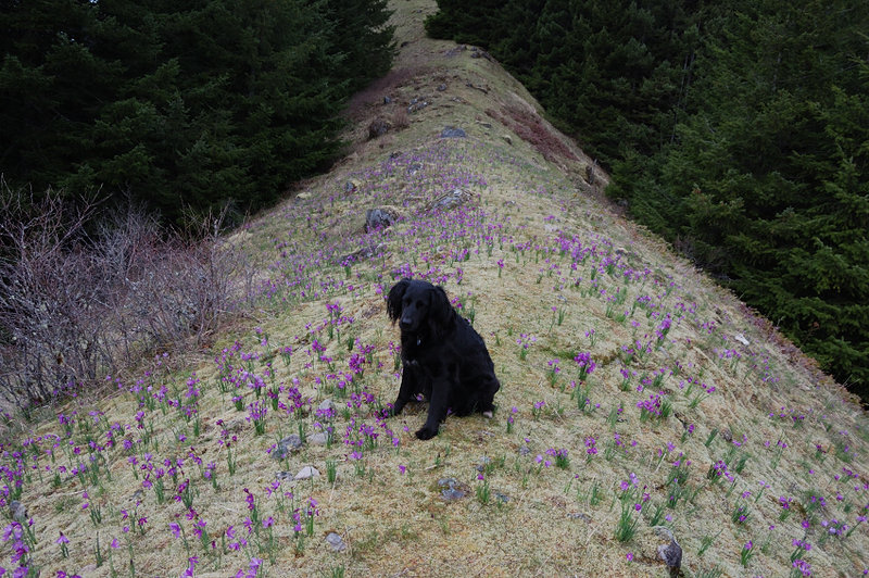 The narrow meadow runs - with few interruptions - along the top of the ridge