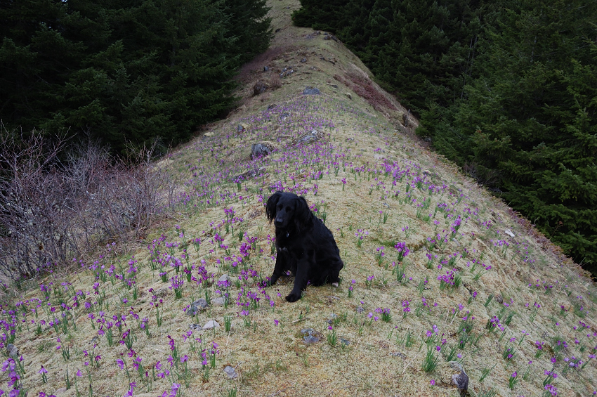 The narrow meadow runs - with few interruptions - along the top of the ridge