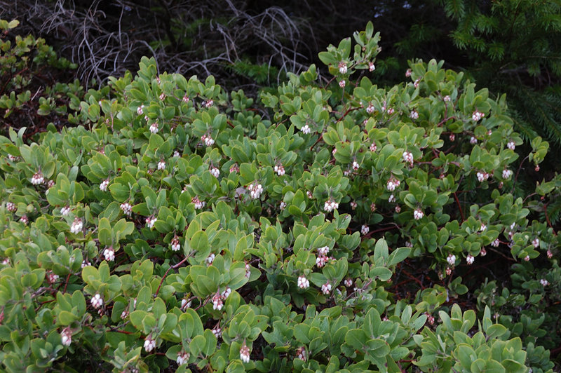 Manzanita flowers