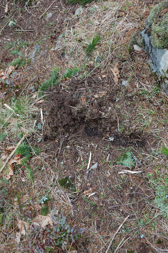 Another, very fresh cathole - looks like we spooked an animal in the middle of the job? 8-/