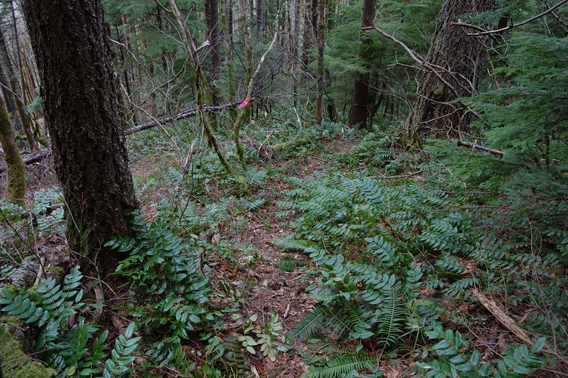 Here's general condition of trail N of Cedar Mtn - though faint it was well flagged and easy to see