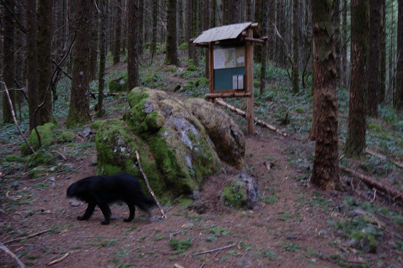 Once we hit PCT near Westway kiosk for Table, we took the trail back down to the car