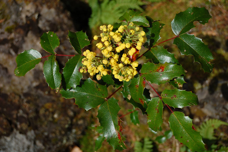 Oregon Grape