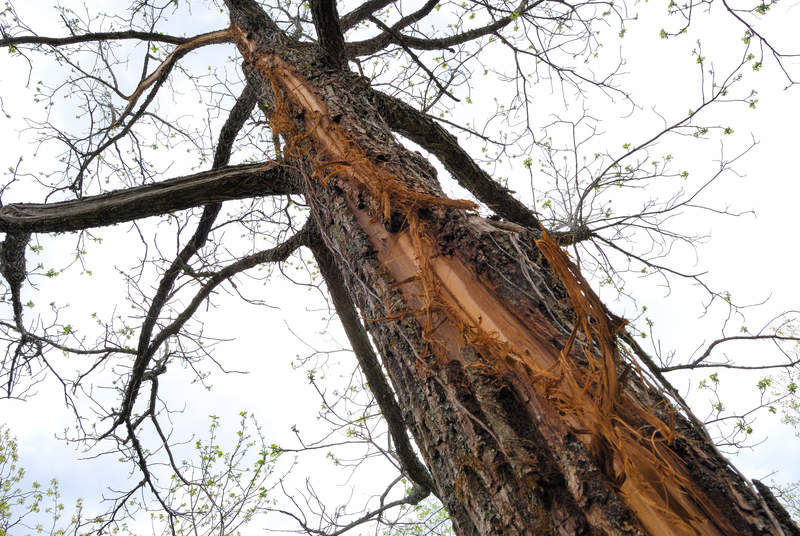 Tree struck by lightning