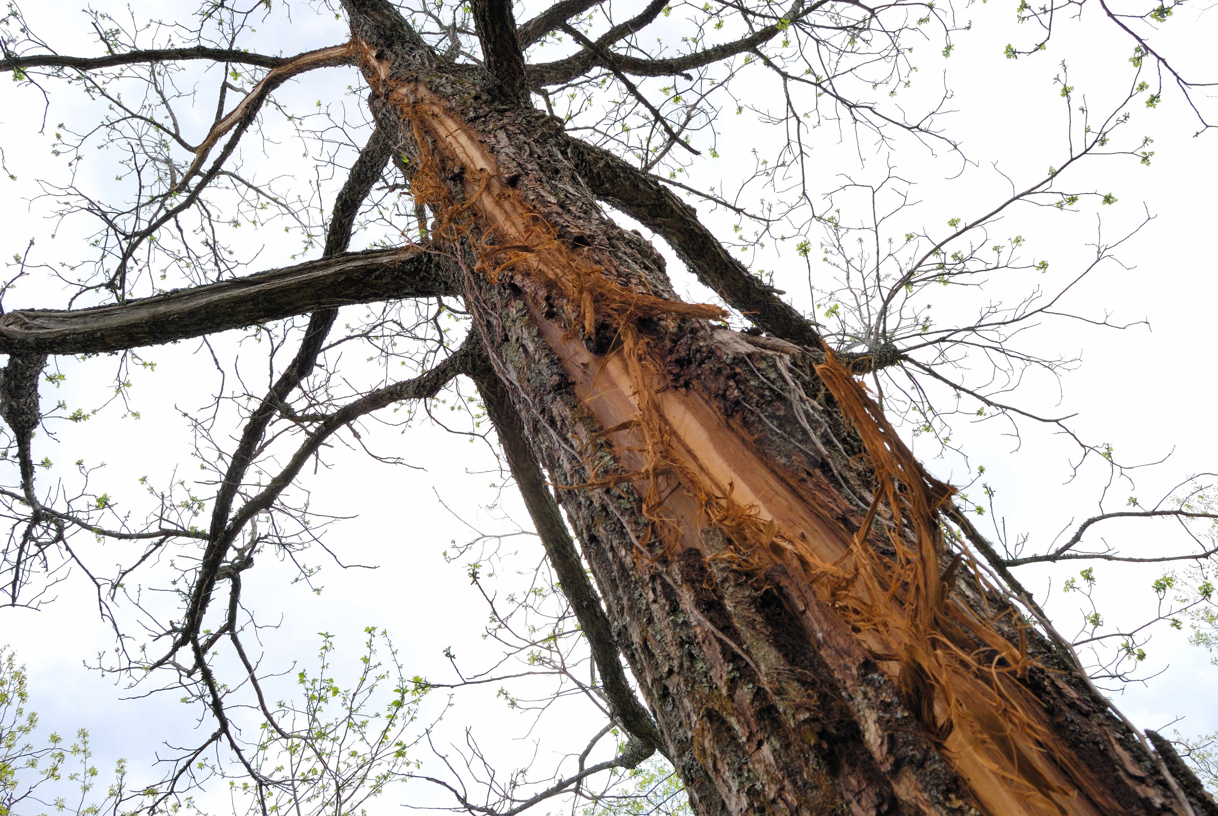 Tree struck by lightning