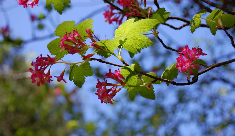 There were lots of wild currant flowers today