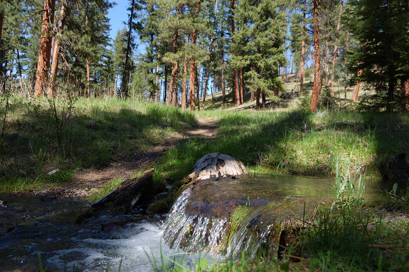 Beautiful pine grove at lower Belknap junction