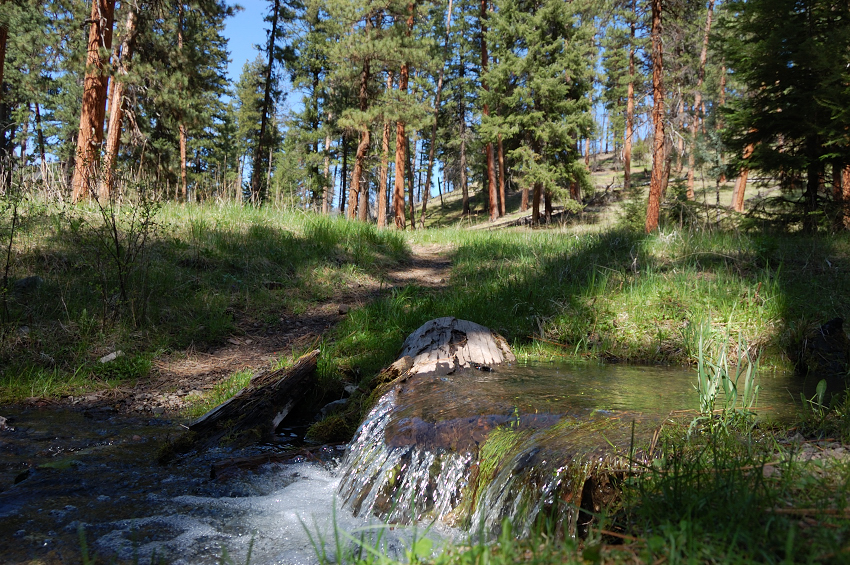 Beautiful pine grove at lower Belknap junction