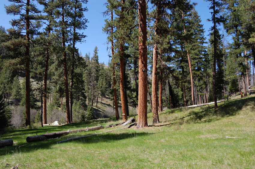 Beautiful pine grove at lower Belknap junction
