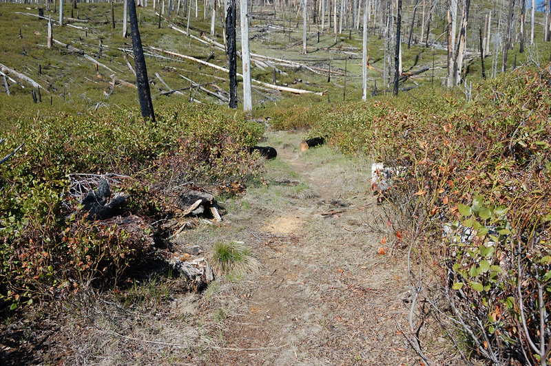 This clearly shows an incredible job trail crews have done... Last year I had to look for flagging to follow the trail in the brush (and negotiate invisible blowdowns), this year it's clear 7-feet wide path