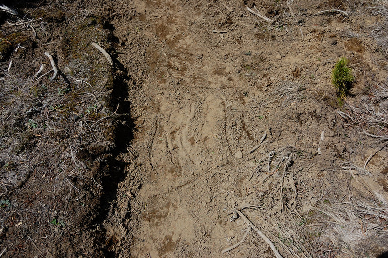 Picture of water on the trail... guess who drew it