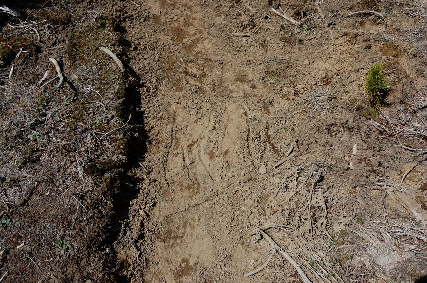 Picture of water on the trail... guess who drew it