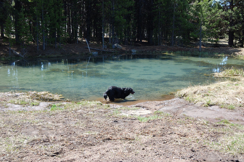 Pepper had fun at the little pond, while I filled water at the large stream for the 3-mile road section