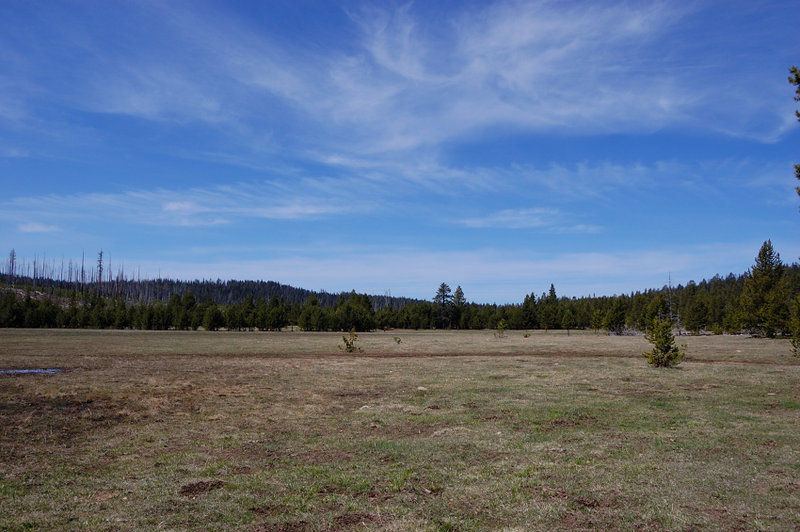 Meadow at N Pillars trailhead