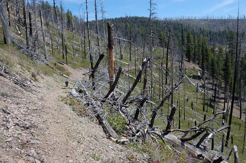 Some more burned areas near upper Mill Creek