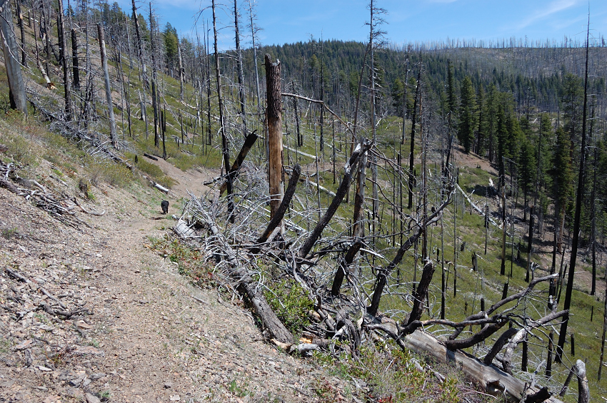 Some more burned areas near upper Mill Creek
