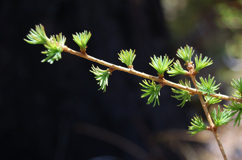 New life is coming back