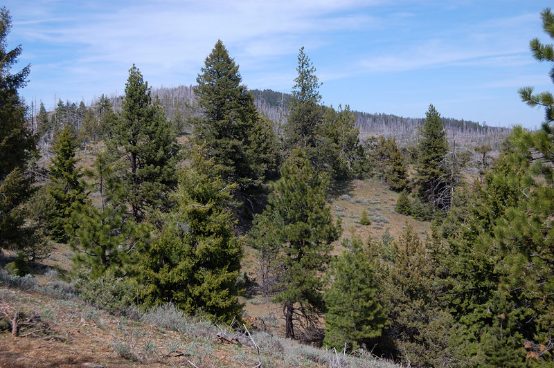 Once on the east side of the ridge, it became much greener