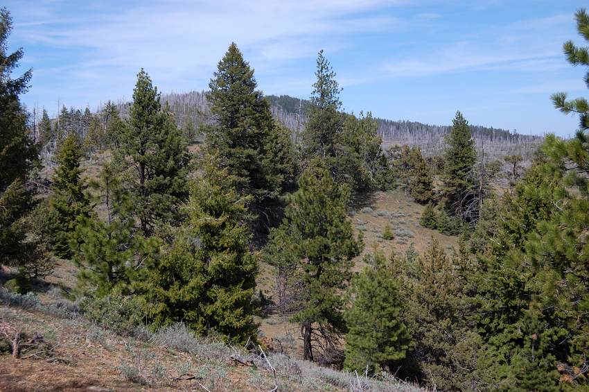 Once on the east side of the ridge, it became much greener