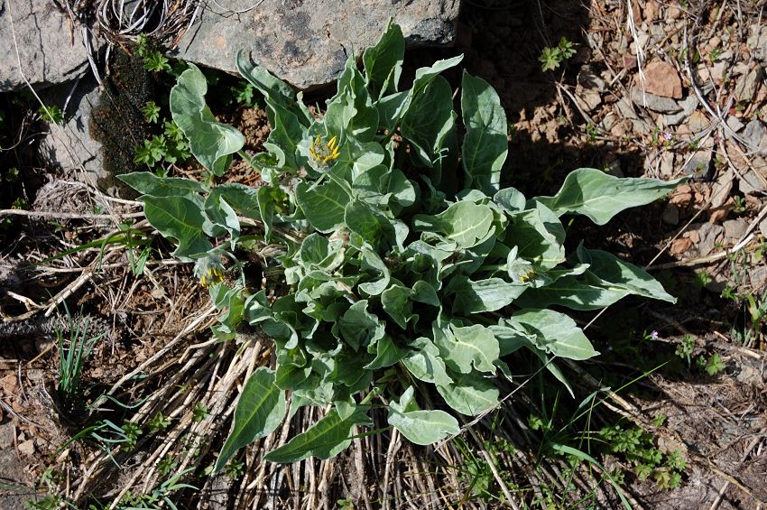 Balsamroot is only getting ready to bloom