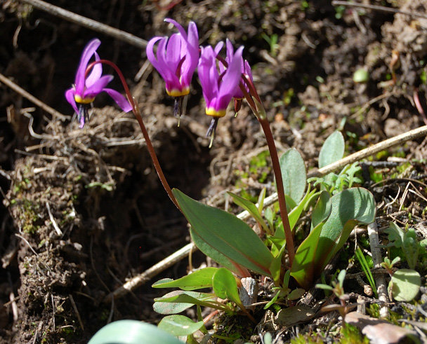 ...but some other flowers were nice