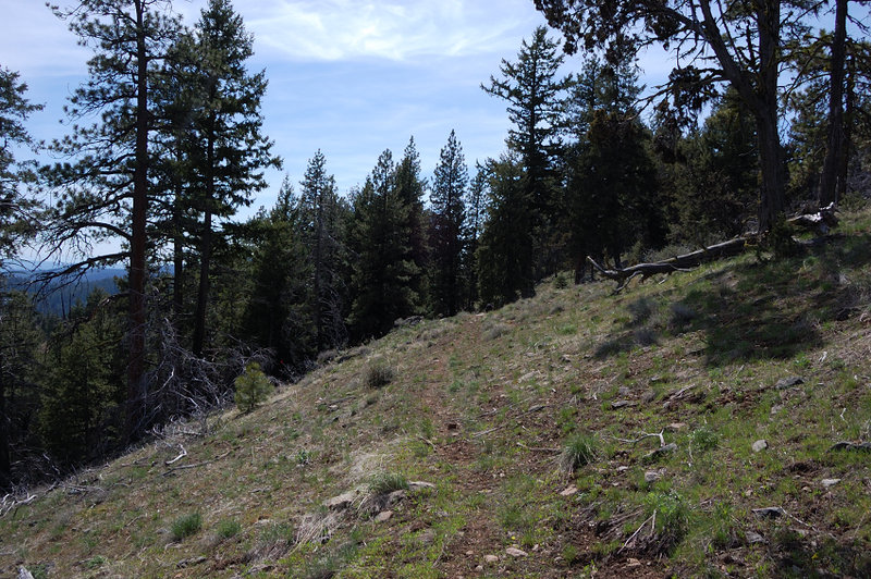 Wildcat trail is faint in places but isn't hard to follow