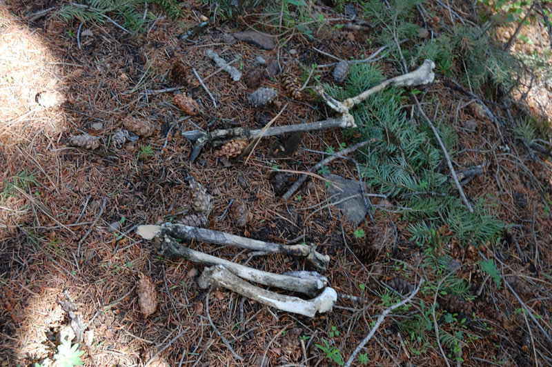 Some evidence of trail's namesake