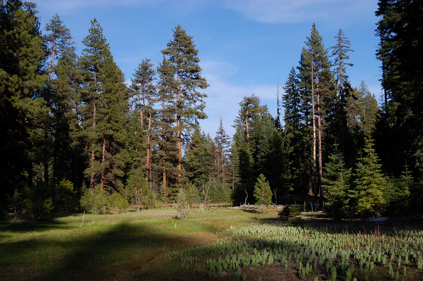 There was a nice boggy meadow with a tiny stream nearby