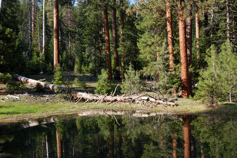 and a nice little pond. I thought about setting a camp near the water, but the frogs were so loud I thought they wouldn't let us sleep if we did - so I set a camp several hundred yards uphill