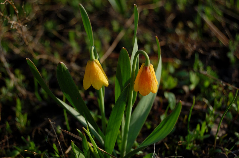 Flowers near the camp