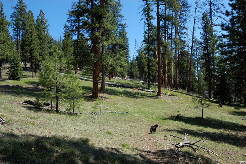 I ditched the pack at upper Belknap junction and hiked to White Rock campground and back. It's a beautiful trail & it almost completely escaped the recent fire