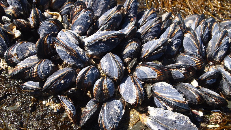 Mussels