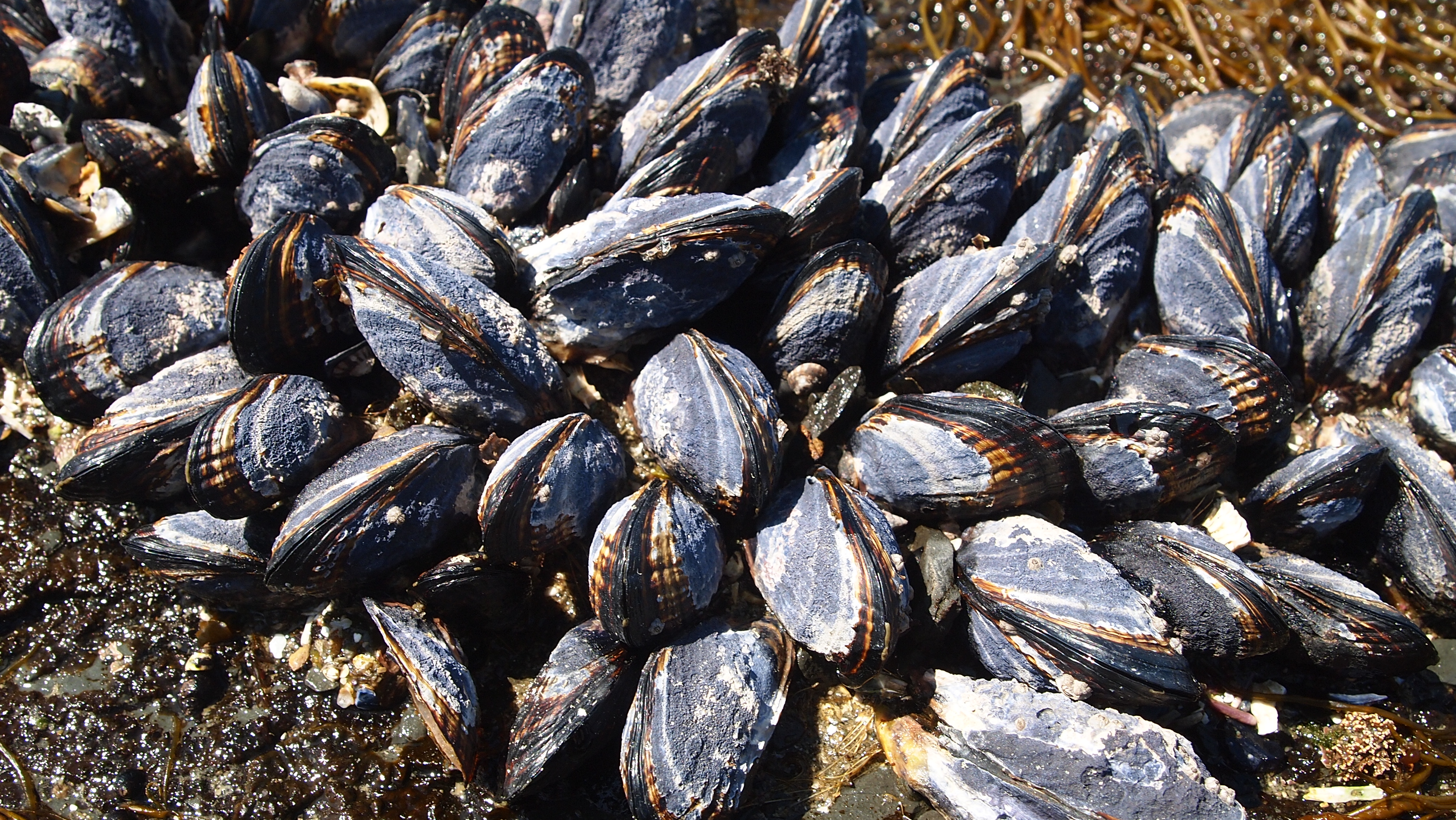 Mussels