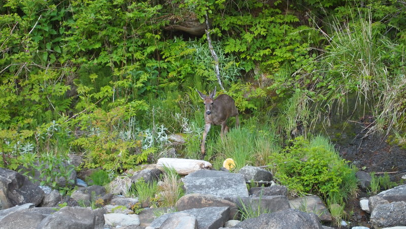 Columbian Black Tailed Deer
