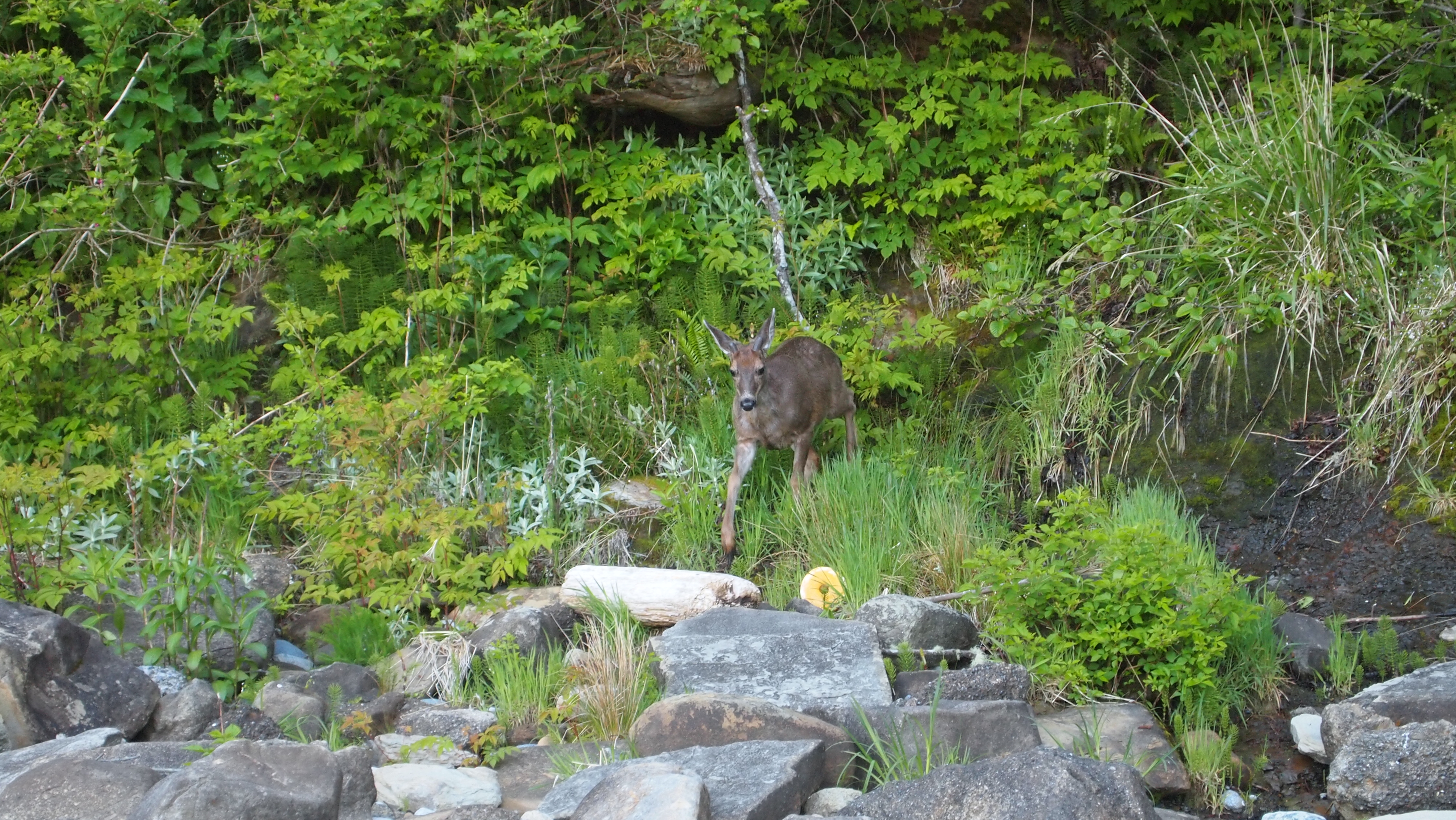 Columbian Black Tailed Deer