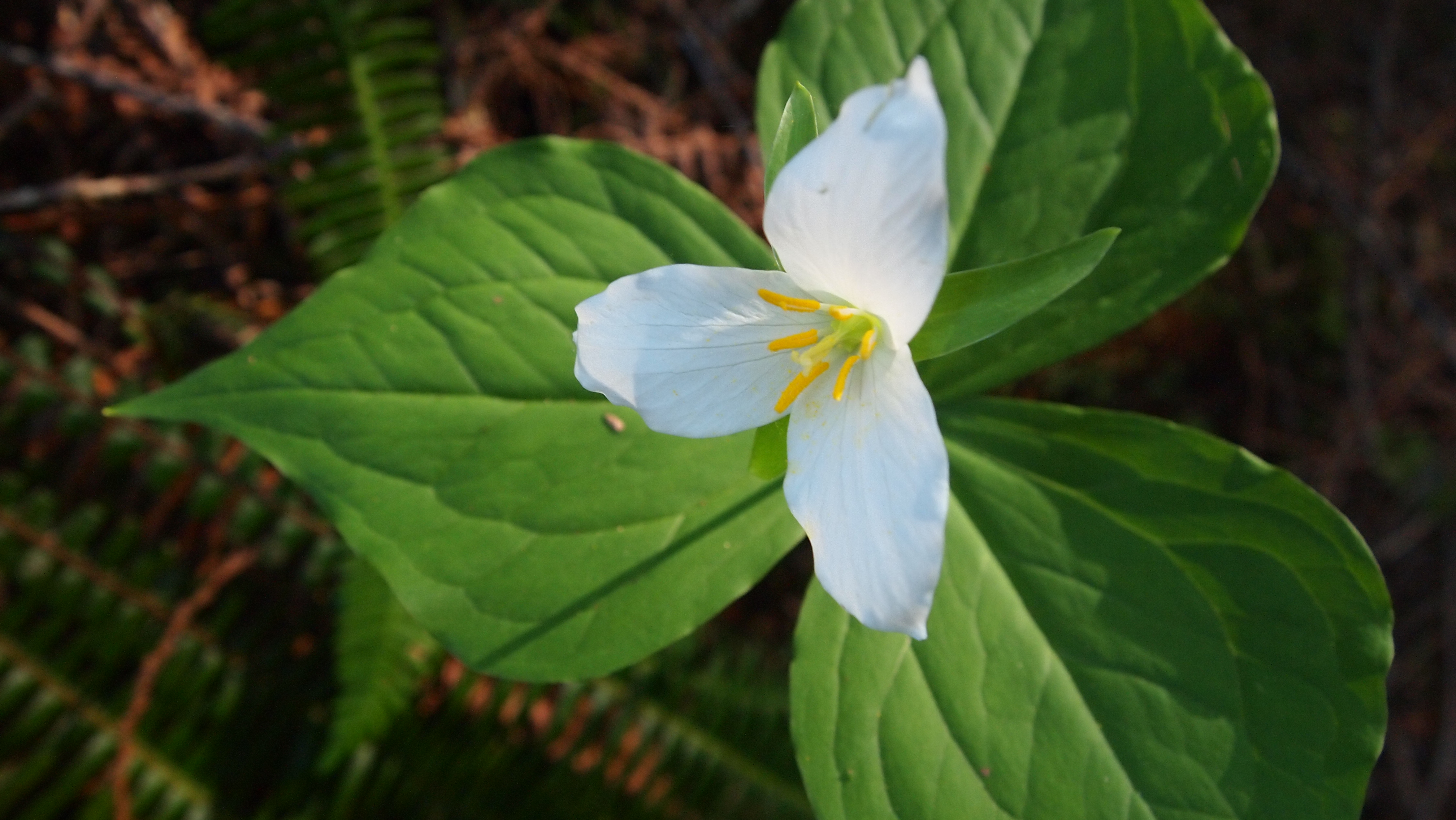 Trilliums!!!