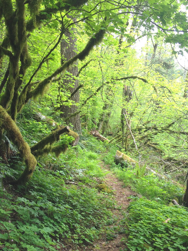 recently cut logs on secret trail