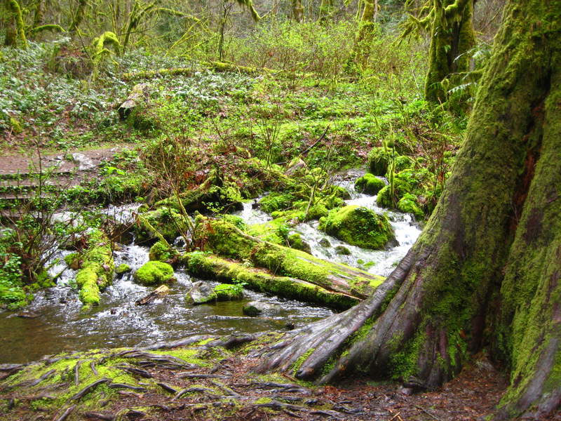 wahkeena spring